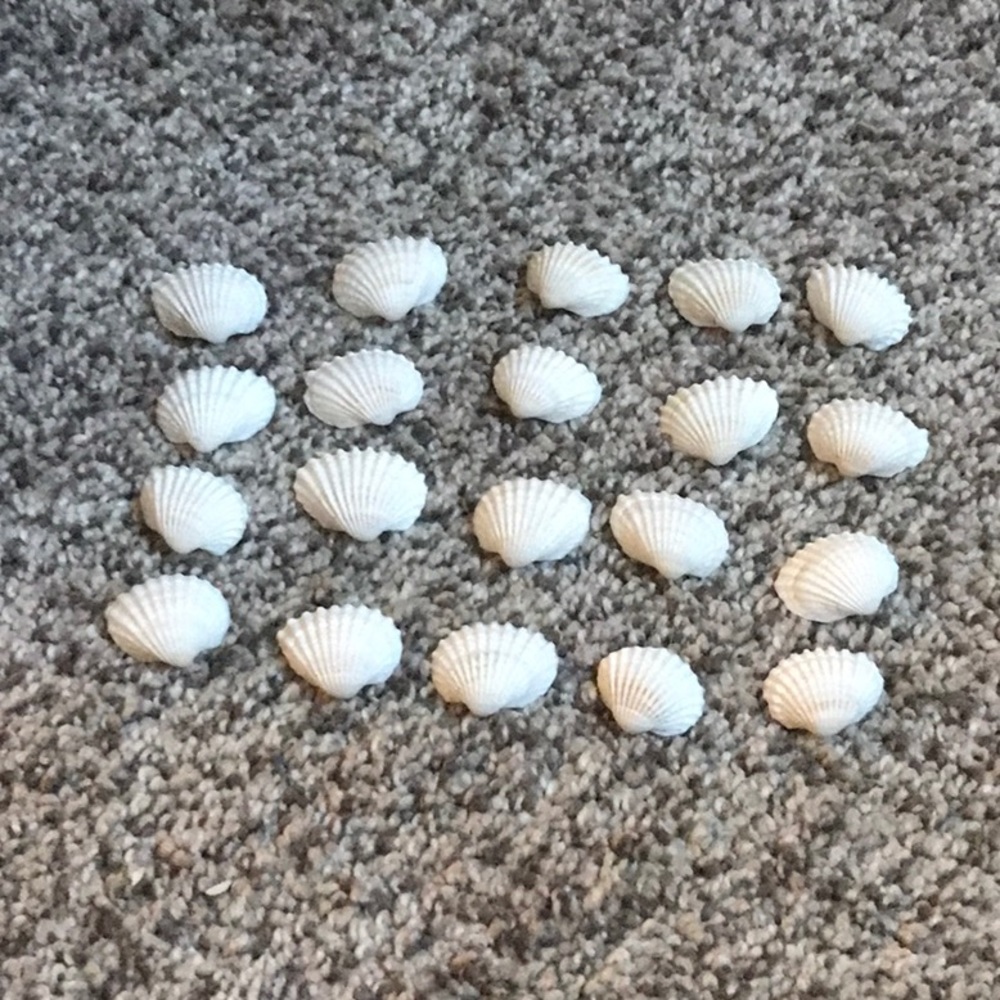 White basic shells for decor 20